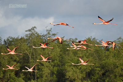 Rode Flamingo - Caraïbische flamingo - Phoenicopterus ruber