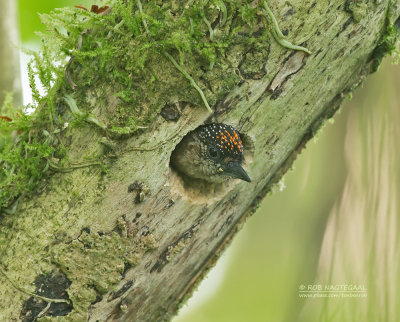 Groenrugdwergspecht - Olivaceous Piculet - Picumnus olivaceus flavotinctus