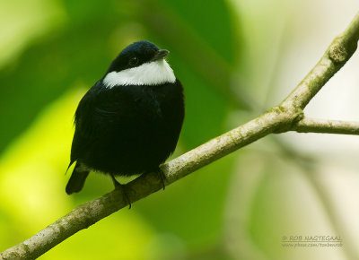 Westelijke Witbefmanakin - White-ruffed Manakin - Corapipo altera altera