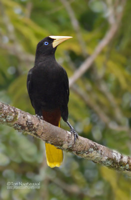 Kuiforopendola - Crested Oropendola - Psarocolius decumanus