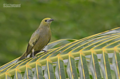 Palm tangare - Palm Tanager - Thraupis palmarum