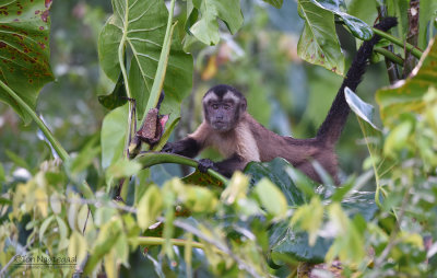 Bruine kapucijnaap - Brown capuchin monkey - Cebus apella