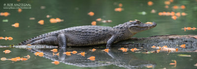 Brilkaaiman - Spectacled caiman - Caiman crocodilus