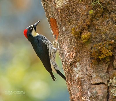 Eikelspecht  - Acorn Woodpecker - Melanerpes formicivorus striatipectus 