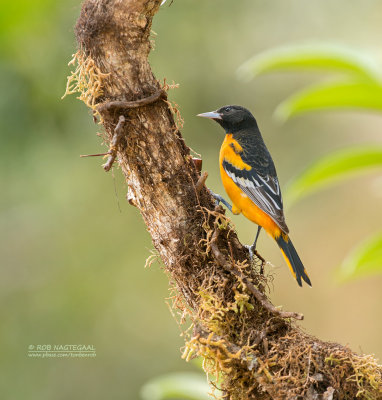 Baltimoretroepiaal - Baltimore Oriole - Icterus galbula