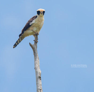 Lachvalk - Laughing Falcon - Herpetotheres cachinnans