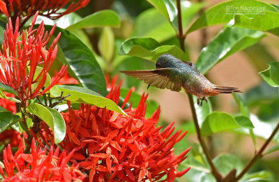 Koperstaartamazilia of Groenbuikamazilia - Green-bellied Hummingbird - Amazilia viridigaster