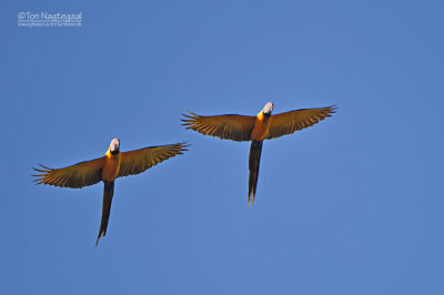 Blauwgele ara - Blue and Yellow Macaw - Ara ararauna