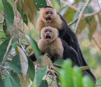 Witschouderkapucijnaap - White-faced Capuchin - Cebus capucinus