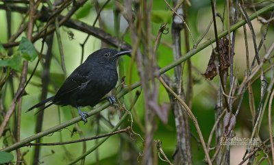 Moerasmiervogel - Blackish Antbird - Cercomacroides nigrescens