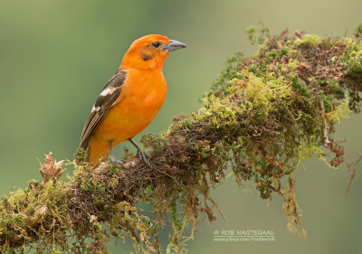 Bloedtangare - Flame-colored Tanager - Piranga bidentata citrea