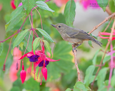 Leigrijze Berghoningkruiper - Slaty Flowerpiercer - Diglossa plumbea plumbea