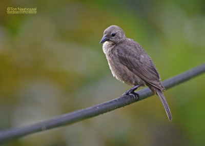 Glanskoevogel - Shiny Cowbird - Molothrus bonariensis