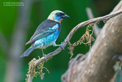 Purpermasker tangara - Golden-hooded Tanager - Tangara larvata 