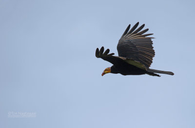 Grote Geelkopgier - Greater Yellow-headed Vulture - Cathartes melambrotus