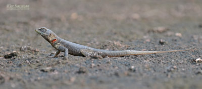 Kielstaartleguaan - Peter's lava Lizard - Tropidurus hispidus