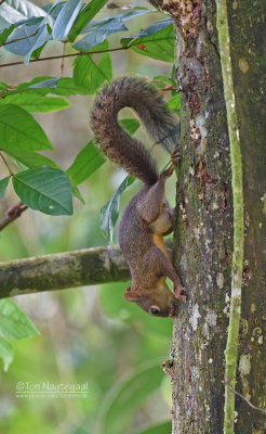 Surinaamse eekhoorn -Guianan squirrel  - Sciures aestuans
