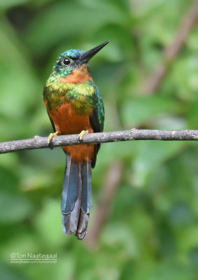 Groenstaart glansvogel - Green-tailed Jacamar - Galbula galbula