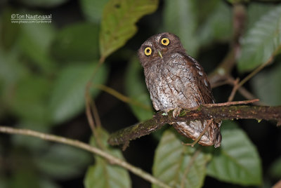 Roodwangschreeuwuil - Vermiculated Screech-Owl - Megascops guatemalae