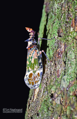 Dragon-headed bug - Phrichus quinquepartitus