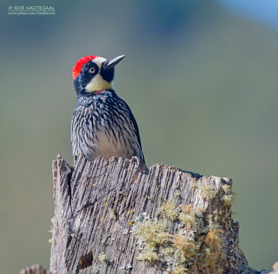 Eikelspecht - Acorn Woodpecker - Melanerpes formicivorus striatipectus