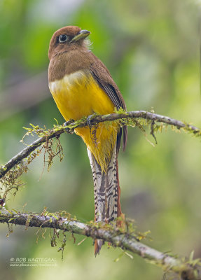 Noordelijke Zwartkeeltrogon - Northern Black-throated Trogon -  Trogon tenellus