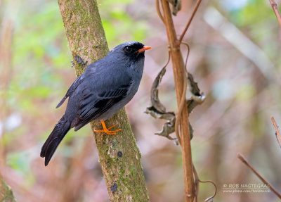 Zwartmaskersolitaire - Black-faced Solitaire - Myadestes melanops