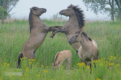 Konik - Polish primitive horse - Equus ferus caballus