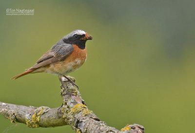Gekraagde roodstaart - Common redstart - Phoenicurus phoenicurus
