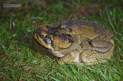 Reuzenpad - Cane Toad - Bufo marinus 