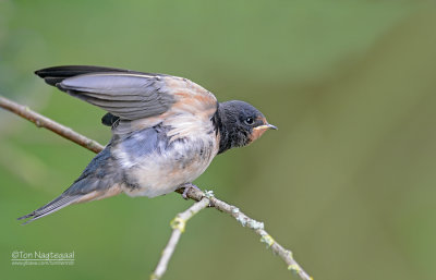 Boerenzwaluw - Barn swallow - Hirundo rustica