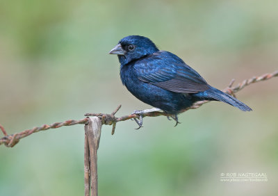 Jacarinagors - Blue-black Grassquit - Volatinia jacarina