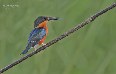 Groene Dwergijsvogel - American Pygmy Kingfisher - Chloroceryle aenea