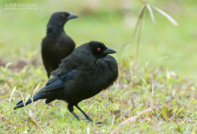 Roodoogkoevogel - Bronzed Cowbird - Molothrus aeneus 