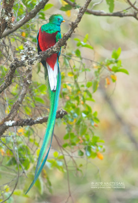 Quetzal - Resplendent Quetzal - Pharomachrus mocinno