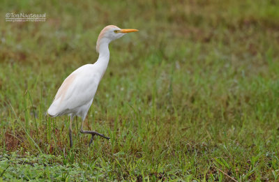 Koereiger - Cattle Egret - Bunulcus Ibis