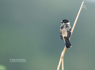 Witkraagdikbekje - White-collared Seedeater - Sporophila morelleti morelleti