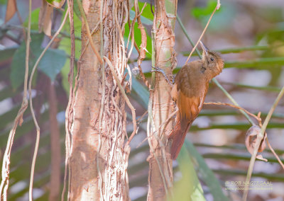 Bruinvleugelmuisspecht - Tawny-winged Woodcreeper - Dendrocincla anabatina saturata