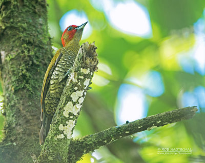 Witkeelspecht - Rufous-winged Woodpecker - Piculus simplex