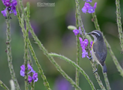 Suikerdiefje - Bananaquit - Coereba flaveola minima