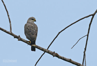 Wegbuizerd - Roadside Hawk - Rupornis magnirostris