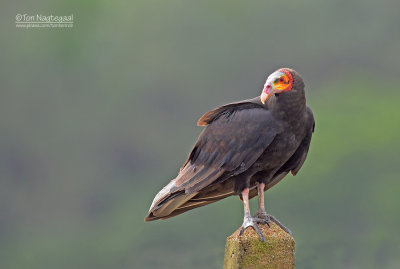 Kleine Geelkopgier - Lesser Yellow-Headed Vulture - Cathartes burrovianus