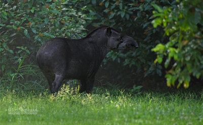 Zuid-Amerikaanse tapir - Lowland Tapir - Tapirus terrestris