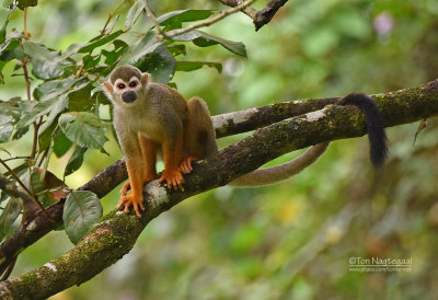 Grijsgroen doodshoofdaapje - Common squirrel monkey - Saimiri sciureus