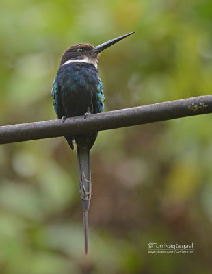 Paradijsglansvogel - Paradise Jacamar - Galbula dea