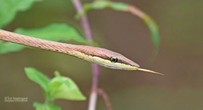 Bruine spitsneusslang - Brown Vine Snake - Oxybelis aeneus