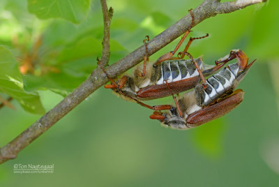 Meikever - Common cockchafer - Melolontha melolontha