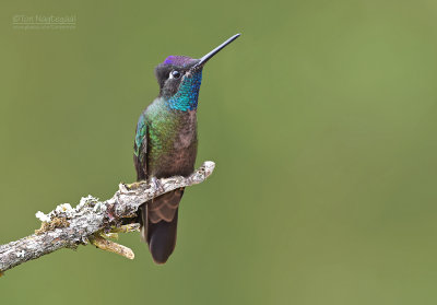 Lawrence Kolibrie - Talamanca hummingbird - Eugenes spectabilis