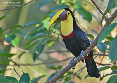 Swainsons toekan - Chestnut-mandibled toucan - Ramphastos ambiguus swainsonii