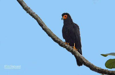 Zwarte Caracara - Black Caracara - Daptrius